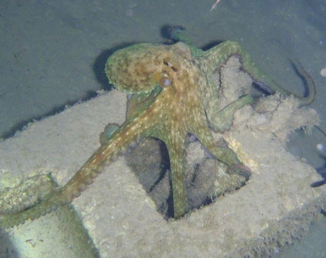 Pulpo en inmersion nocturna